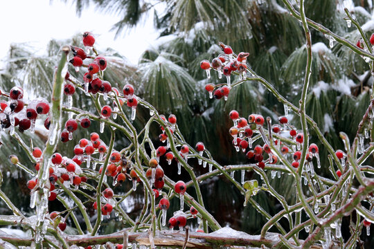 red and white flowers