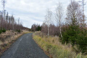 Harz-Wald-Wanderung-Natur-Herbst-Winter-Waldwege-Berge-Bad Harzburg