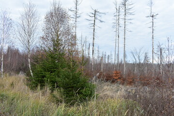 Harz-Wald-Wanderung-Natur-Herbst-Winter-Waldwege-Berge-Bad Harzburg