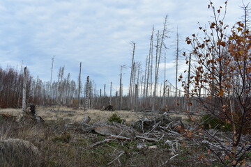 Harz-Wald-Wanderung-Natur-Herbst-Winter-Waldwege-Berge-Bad Harzburg