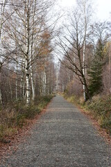 Fototapeta premium Harz-Wald-Wanderung-Natur-Herbst-Winter-Waldwege-Berge-Bad Harzburg