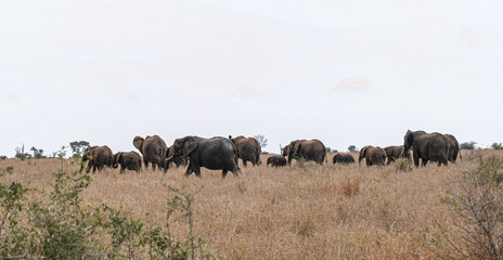 Obraz premium Herd of Elephants in Africa walking through the grass , safari trip
