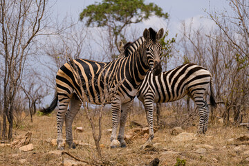 Burchell's or Plains Zebra in Africa , safari trip