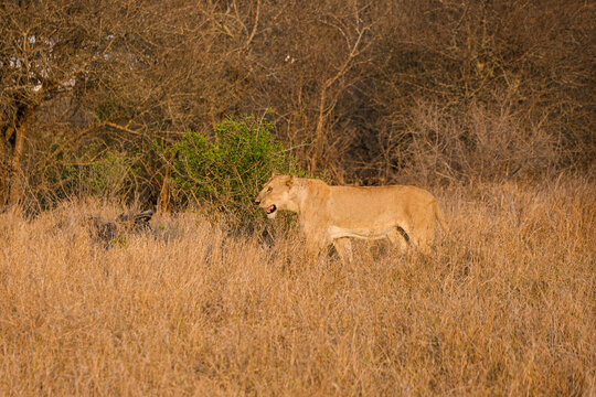 Beautiful family of lions in the bush of the Kruger National Park during the sunset time in africa