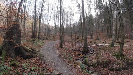 Harz-Wald-Wanderung-Natur-Herbst-Winter-Waldwege-Berge-Bad Harzburg