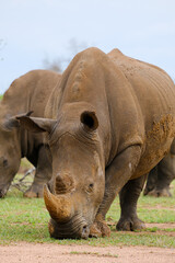 A white rhino , rhinoceros grazing in an open field in South Africa