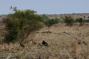Cheeta's a moment after hunting down a Wild Boar eating and keeping their pray from being stolen by threatening birds