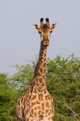 Giraffe herd, family standing together on safari on a hot summers day