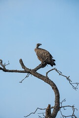Vulture, White-backed, Gyps africanus, perched on a branch with its wings slightly open. Kruger National Park