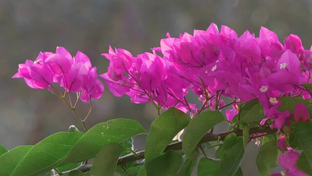 Paper flowers (Bougainvillea) blooming in summer on Mediterranean islands