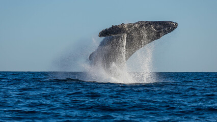 Humpback whales around the waters of Mexico