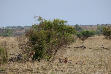 Cheeta's a moment after hunting down a Wild Boar eating and keeping their pray from being stolen by threatening birds