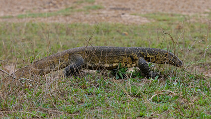 Big Nile monitor walking on riverside in Kruger National park, South Africa ; Specie Varanus niloticus family of Varanidae
