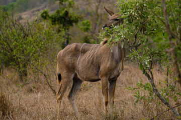 Female Greater Kudu chewing on some leaves in africa, safari trip