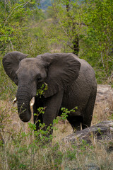 Fototapeta premium elephant portrait