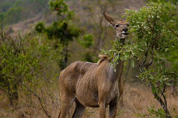 Female Greater Kudu chewing on some leaves in africa, safari trip