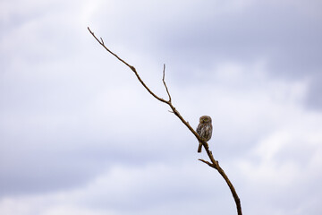 Owl standing on a branch with cloudy sky behind. Kruger national park south africa