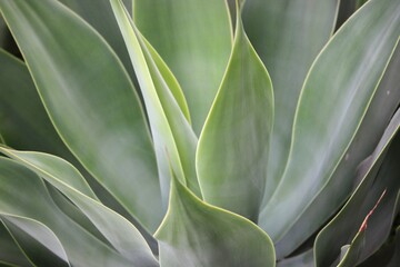green leaves background (dragon agave)