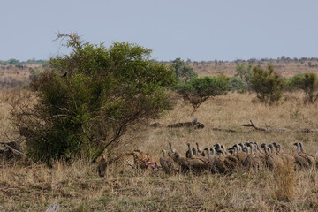 Cheeta's a moment after hunting down a Wild Boar eating and keeping their pray from being stolen by threatening birds