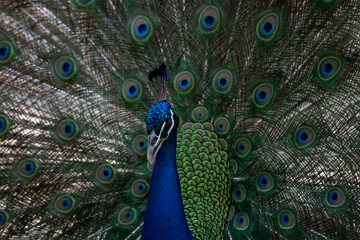 Fototapeta na wymiar Beautiful and Elegant Male Indian Pheasant