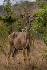 Female Greater Kudu chewing on some leaves in africa, safari trip