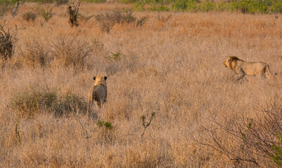 Beautiful family of lions in the bush of the Kruger National Park during the sunset time in africa