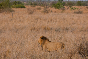 Beautiful family of lions in the bush of the Kruger National Park during the sunset time in africa