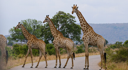 Obraz premium Giraffe herd, family standing together on safari on a hot summers day
