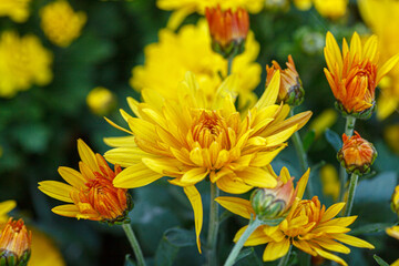 beautiful bushes of yellow chrysanthemum flowers