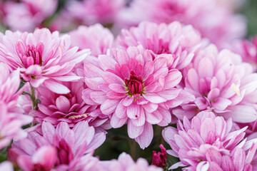 beautiful chrysanthemum flower bushes pink colors