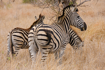 Fototapeta na wymiar Burchell's or Plains Zebra in Africa , safari trip