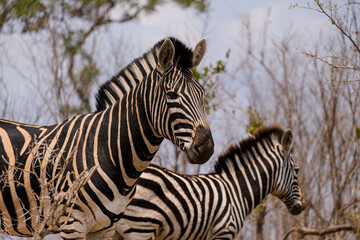 Fototapeta na wymiar Burchell's or Plains Zebra in Africa , safari trip