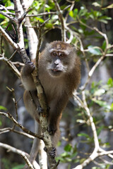 Wild long tailed Macaque male sits on the branches of a mangrove tree on the river in Kilim Geoforest national park, Langkawi, Malaysia.
