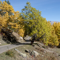 The road  to Navache village in autumn, along Claree valley, near Briancon, Hautes-Alpes...