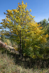 The road  to Navache village in autumn, along Claree valley, near Briancon, Hautes-Alpes department, France