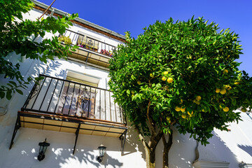 Nice white houses with barred windows and orange tree with fruits on a sunny day, Grazalema, Cadiz