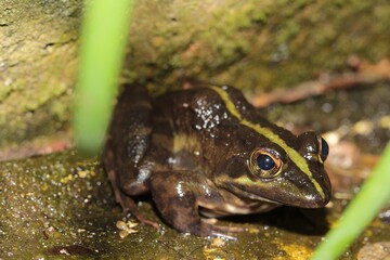 Brown Cape River Frog in a stream