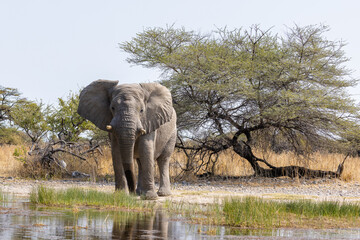 Fototapeta premium Afrikanischer Elefant.Loxodonta africana.(Blumenbach, 1797)