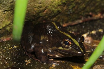Brown Cape River Frog in a stream