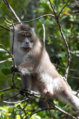 Wild long tailed Macaque male sits on the branches of a mangrove tree on the river in Kilim Geoforest national park, Langkawi, Malaysia.	