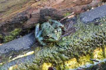 Green Cape River Frog in a stream