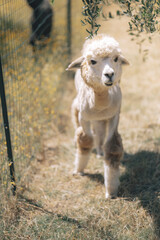 Fototapeta premium MioAlpaca_Tuscany