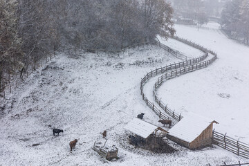 Wooden fence covered with a thin layer of the first snow. Rural landscape during a snowy day. farm...