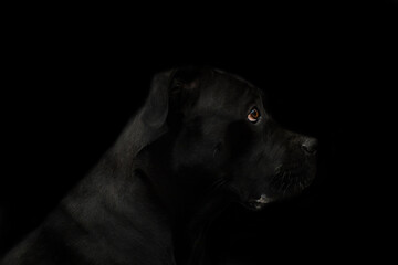 Cane corso black dog portrait on a black background