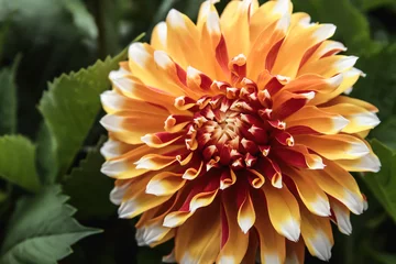 Foto op Plexiglas orange dahlia flower in garden © jose