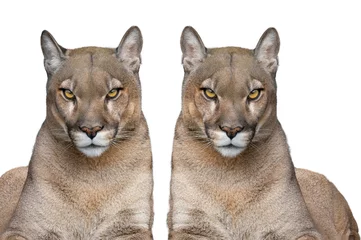 Fotobehang two puma portrait isolated on white background © fotomaster