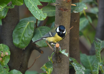 Mésange charbonnière