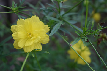 Yellow kenikir flowers that grow in front of the house