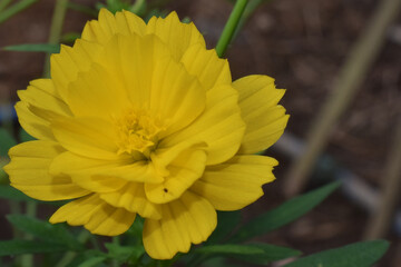 Yellow kenikir flowers that grow in front of the house
