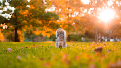 Squirrel looking into camera on an autum evening © Jan